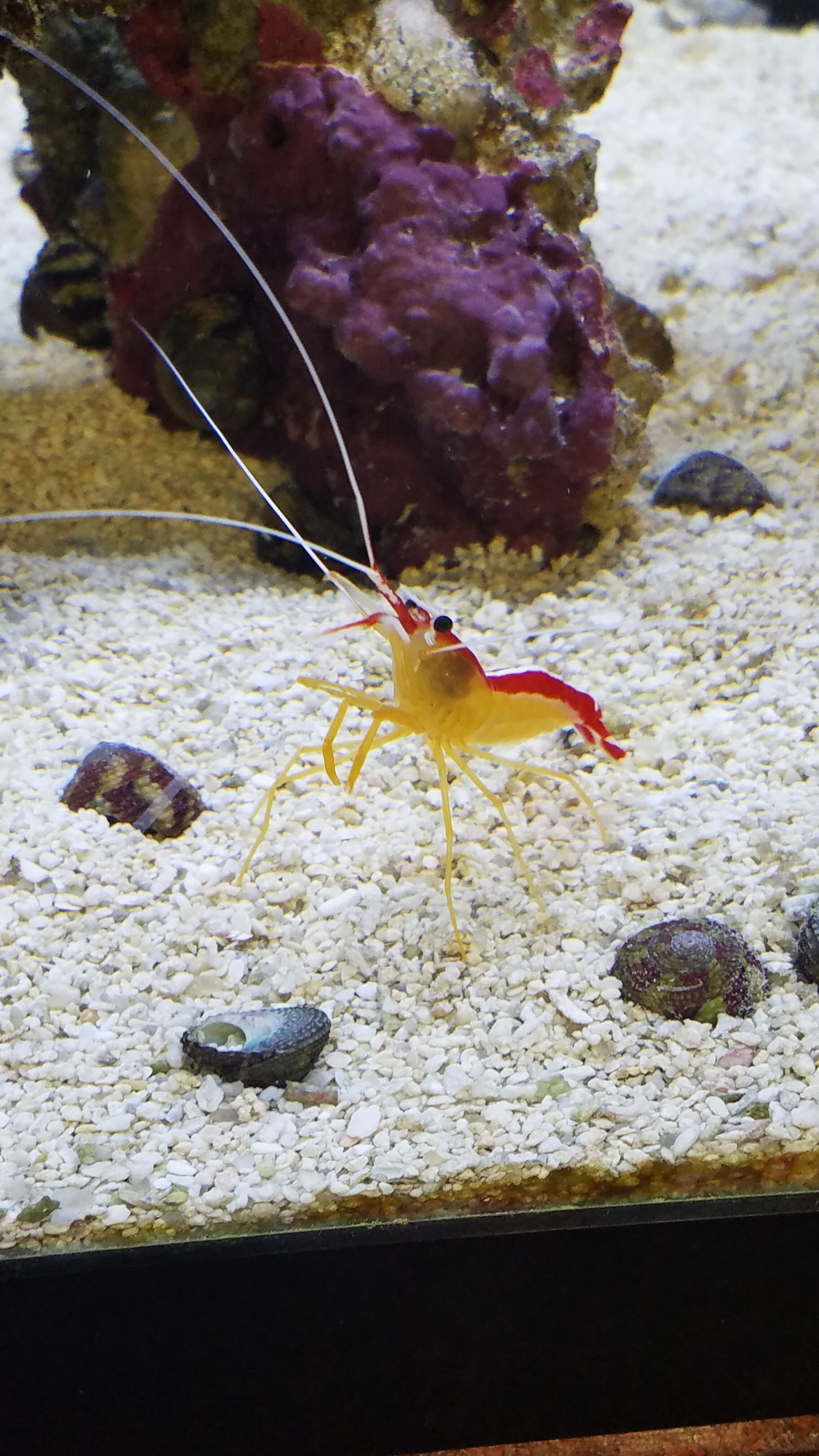 A red and yellow shrimp is swimming in a tank.