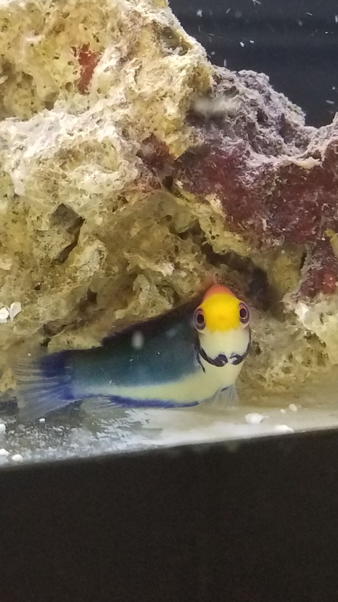 Solorensis Wrasse