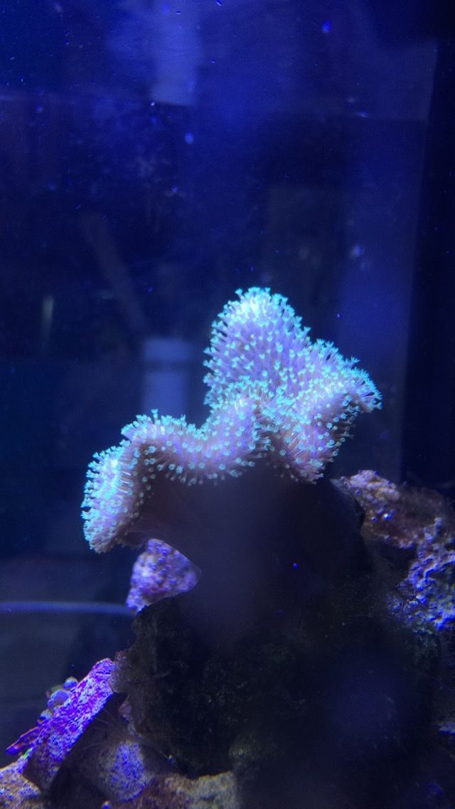 Leather Coral