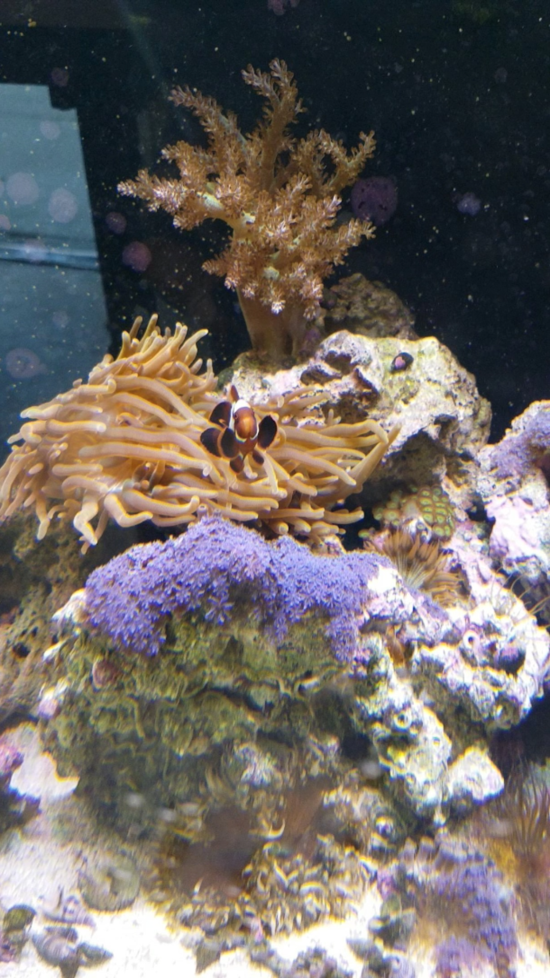 Lightning Maroon Clown Fish Hosting in BTA
