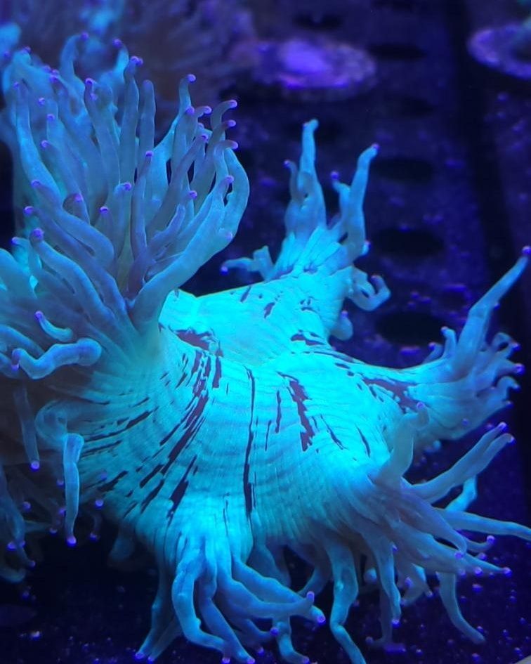 A close up of a sea anemone glowing in the dark in a tank.