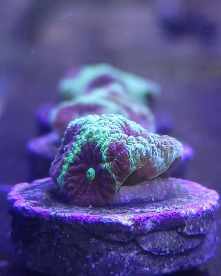 A close up of a coral sitting on top of a purple rock.