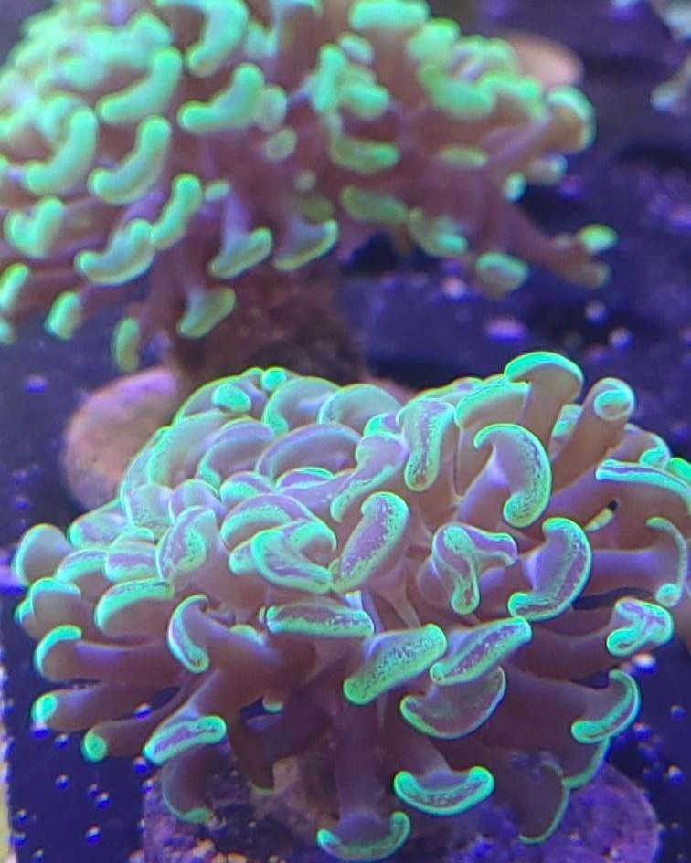A close up of a green coral in a tank.