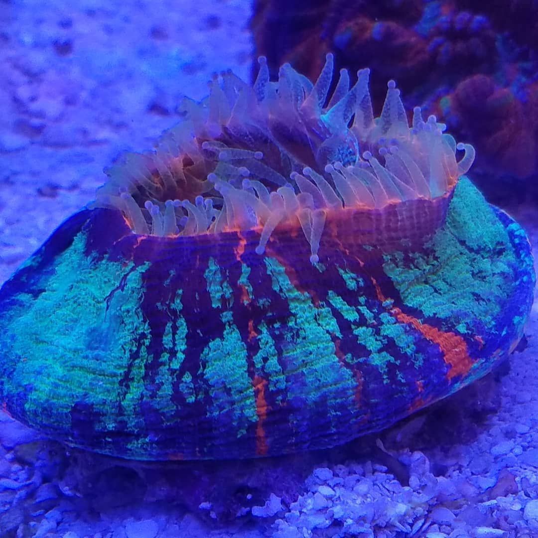 A close up of a glow in the dark sea anemone in a tank.