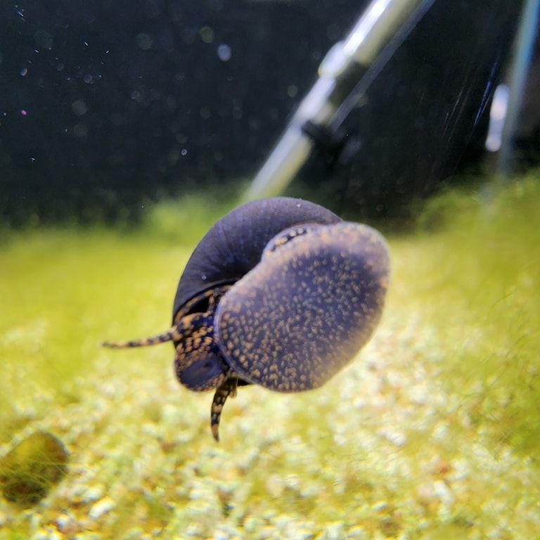 A snail is swimming in a tank of water.