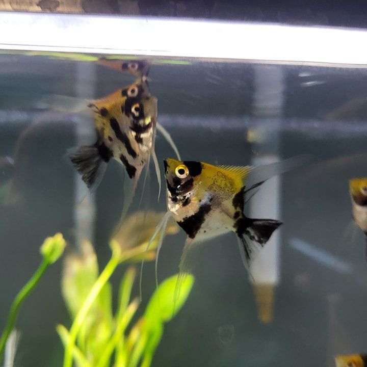 A group of fish are swimming in a tank with plants