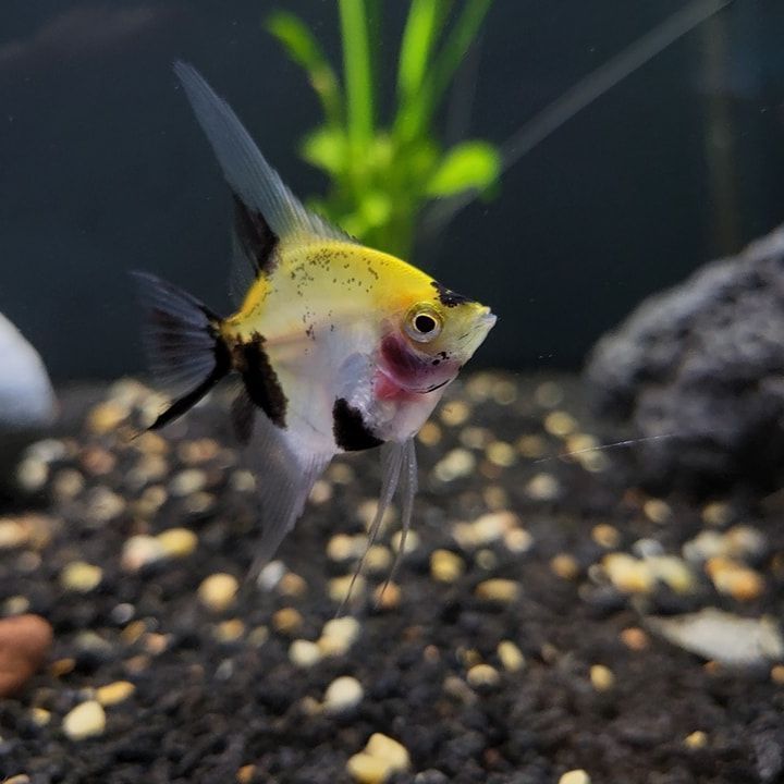 A yellow and black fish is swimming in a tank