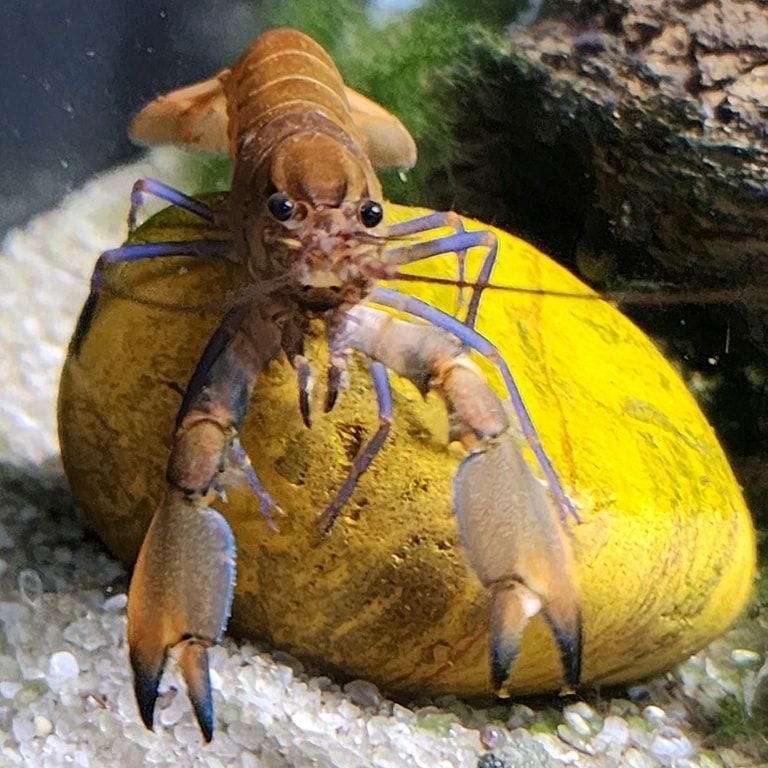 A crayfish is sitting on top of a yellow rock.