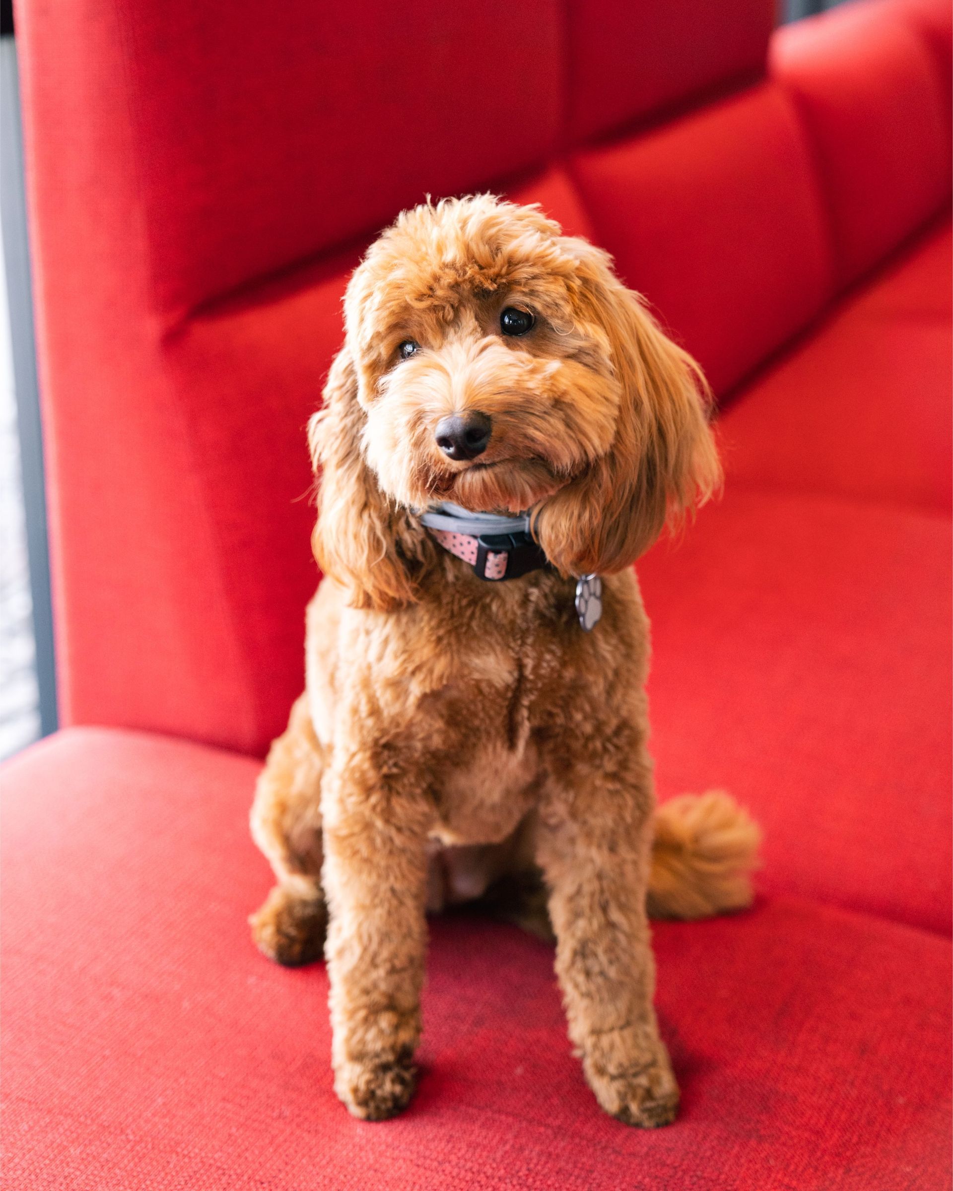 Small brown poodle sitting on a bright red chair, wearing a collar and looking at the camera