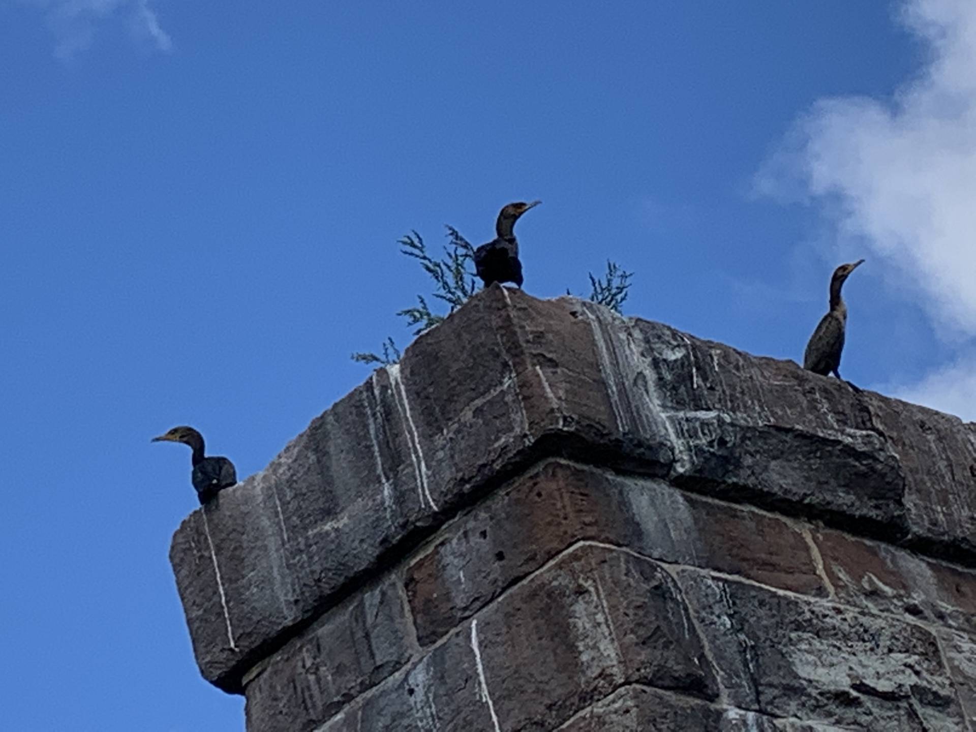 CRC’s Annual Source to Sea Cleanup