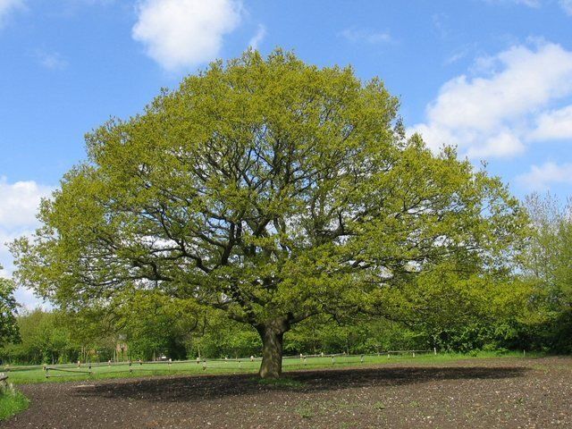The trunk of the tree represents our working platform for the day to day operations of our company.