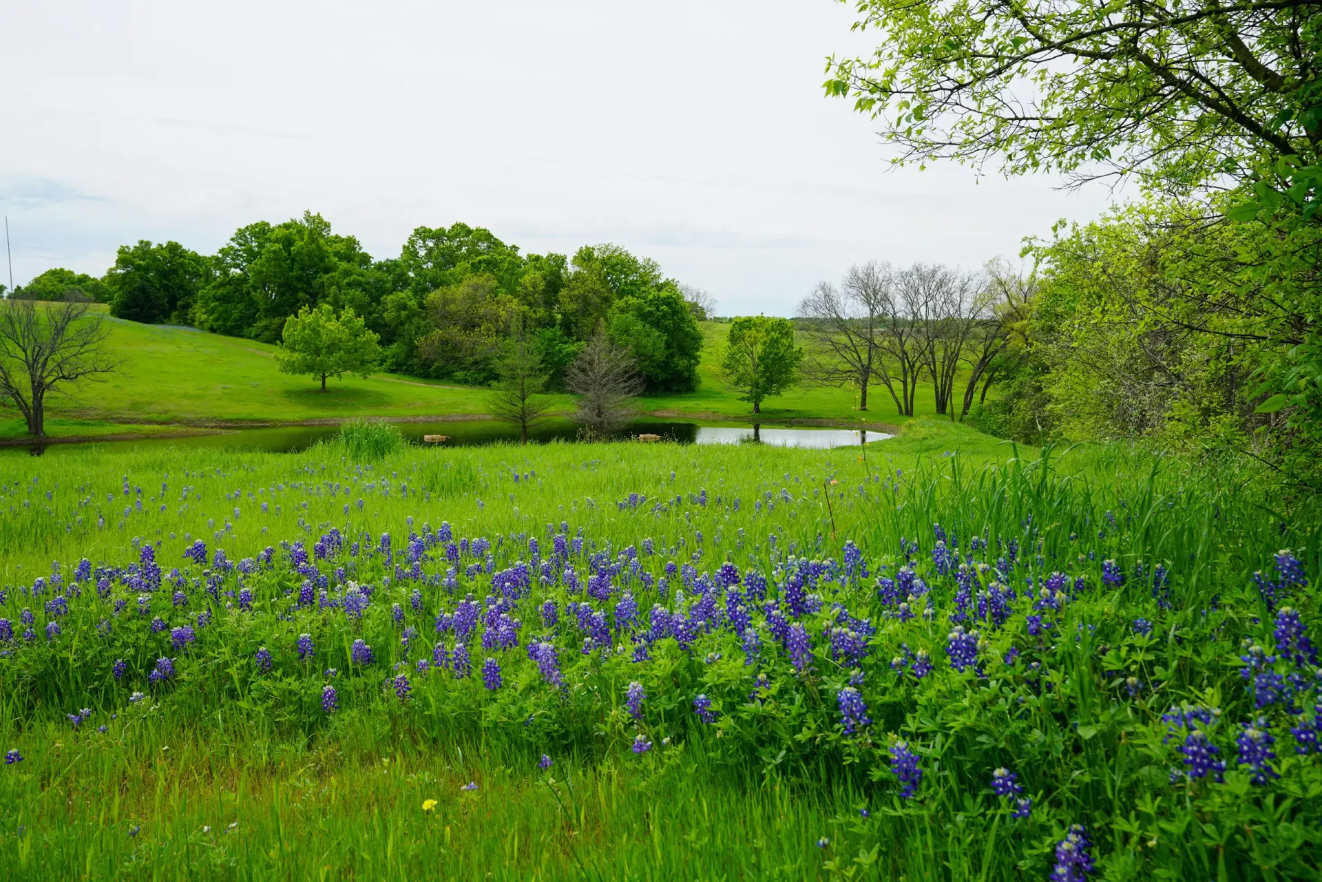 Lush green meadow with purple wildflowers, trees, and a small pond under a bright sky