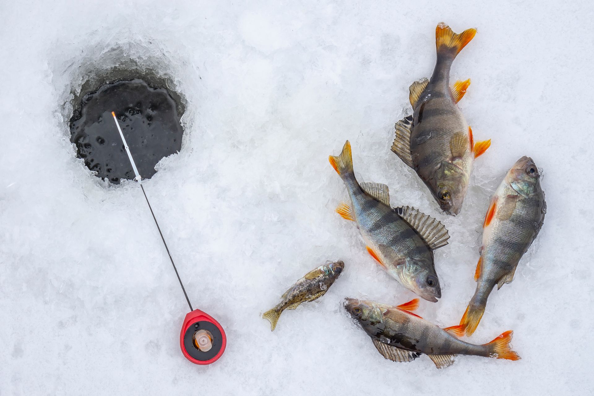 A group of fish are laying in the snow next to an ice fishing hole.