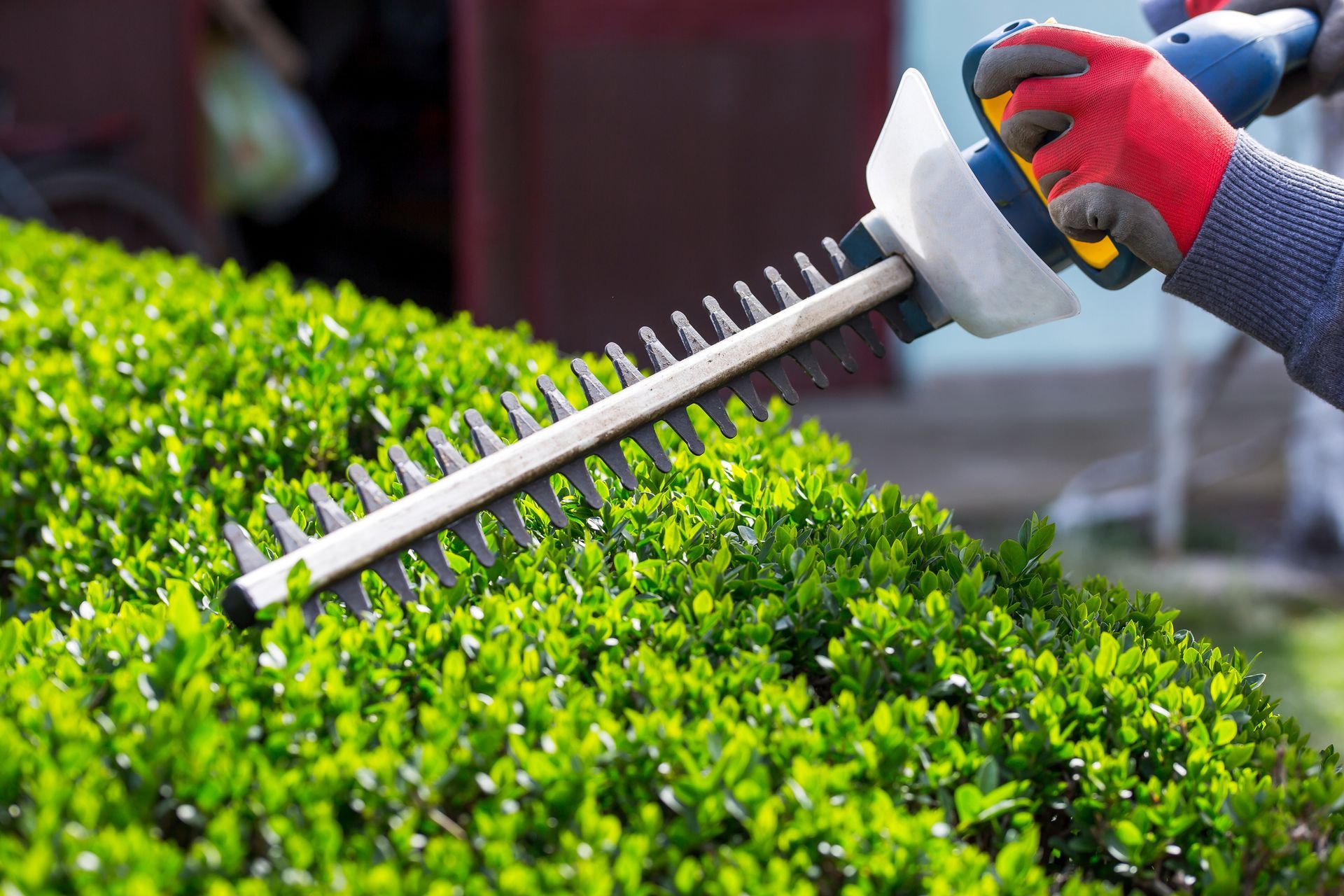 A person wearing red-and-grey work gloves using an electric hedge trimmer to prune a lush green shrub.