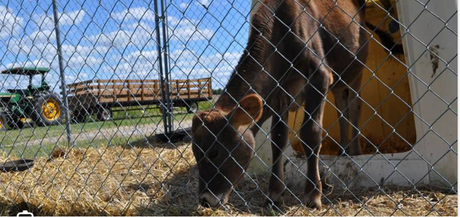 Horse Grazing Beside a Chain-link Fence in a Rural Field With a Tractor in the Background — Fencing Around in Garbutt, QLD
