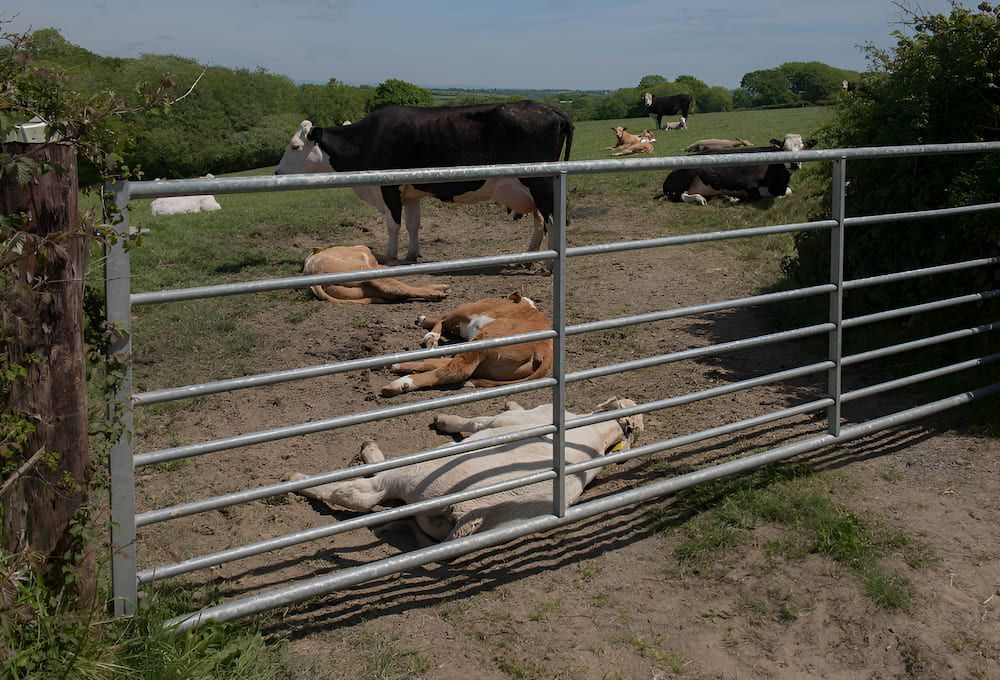Cows Resting in a Grassy Field Behind a Metal Gate on a Rural Farm — Fencing Around in Garbutt, QLD