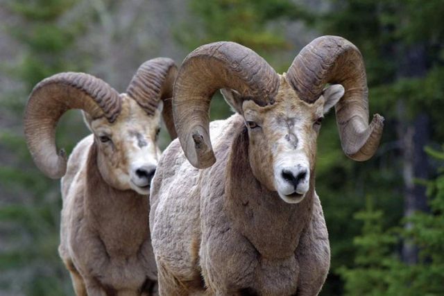 Two bighorn sheep with large, curved horns, standing close together; light brown fur, forest background.