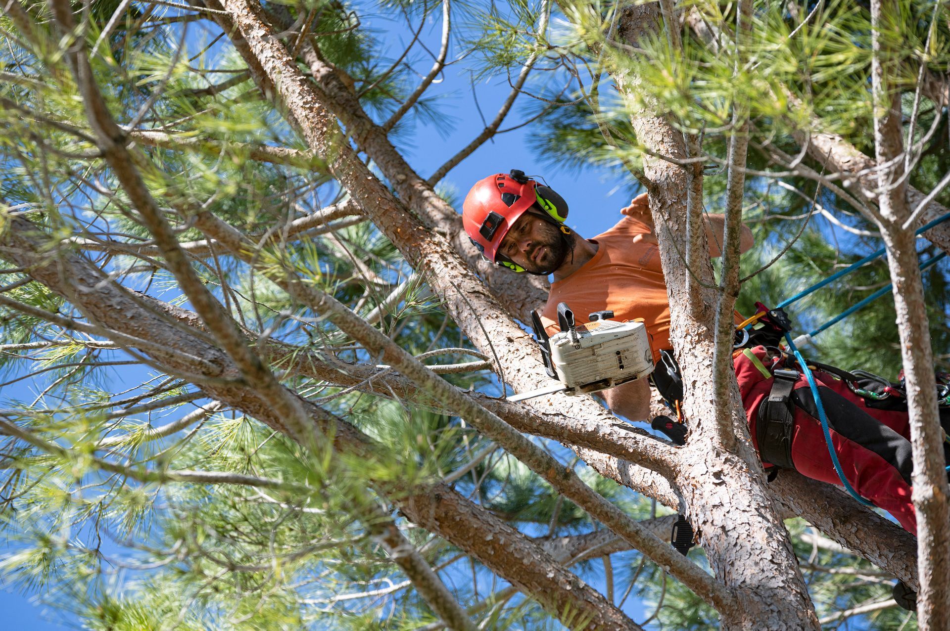 An arborist in an orange shirt and red helmet works high in a pine tree, secured by ropes and climbing gear.