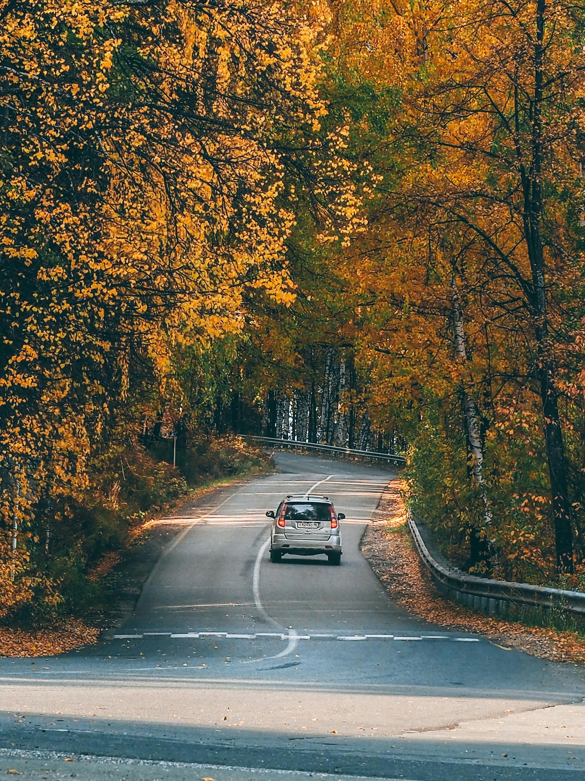 A car drives away on a paved road flanked by tall, autumn trees with vibrant yellow and orange foliage.