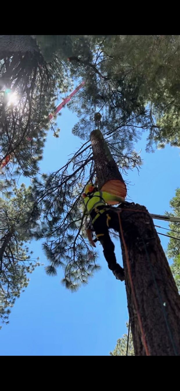 A tree worker in a tree, blue sky overhead, sun shining.
