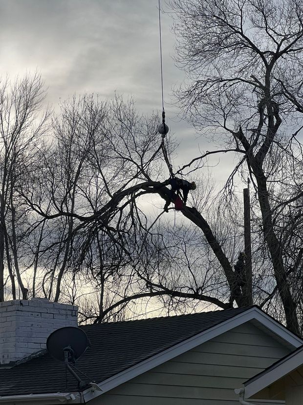 Arborist trimming tree branches. Person in harness suspended from a tall tree. Rooftop in foreground, cloudy sky.