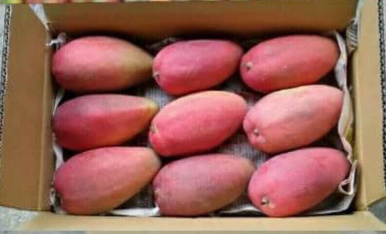 玉文芒果?限量登場1箱裝