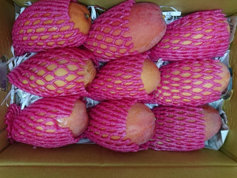 玉文芒果?限量登場1箱裝