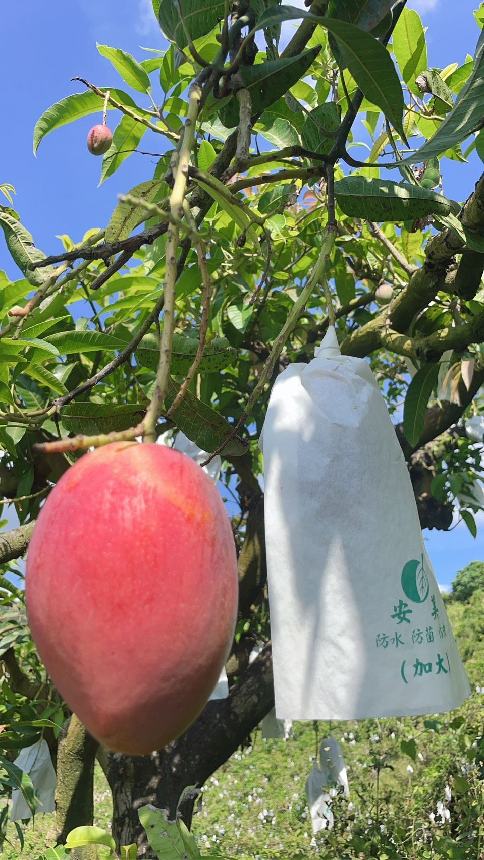 優質新鮮愛文芒果2箱(15顆裝)