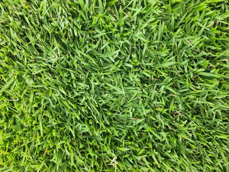 Close-up of Dense Green Grass Blades Filling the Frame — Tropical Lawns in Mulgrave, QLD