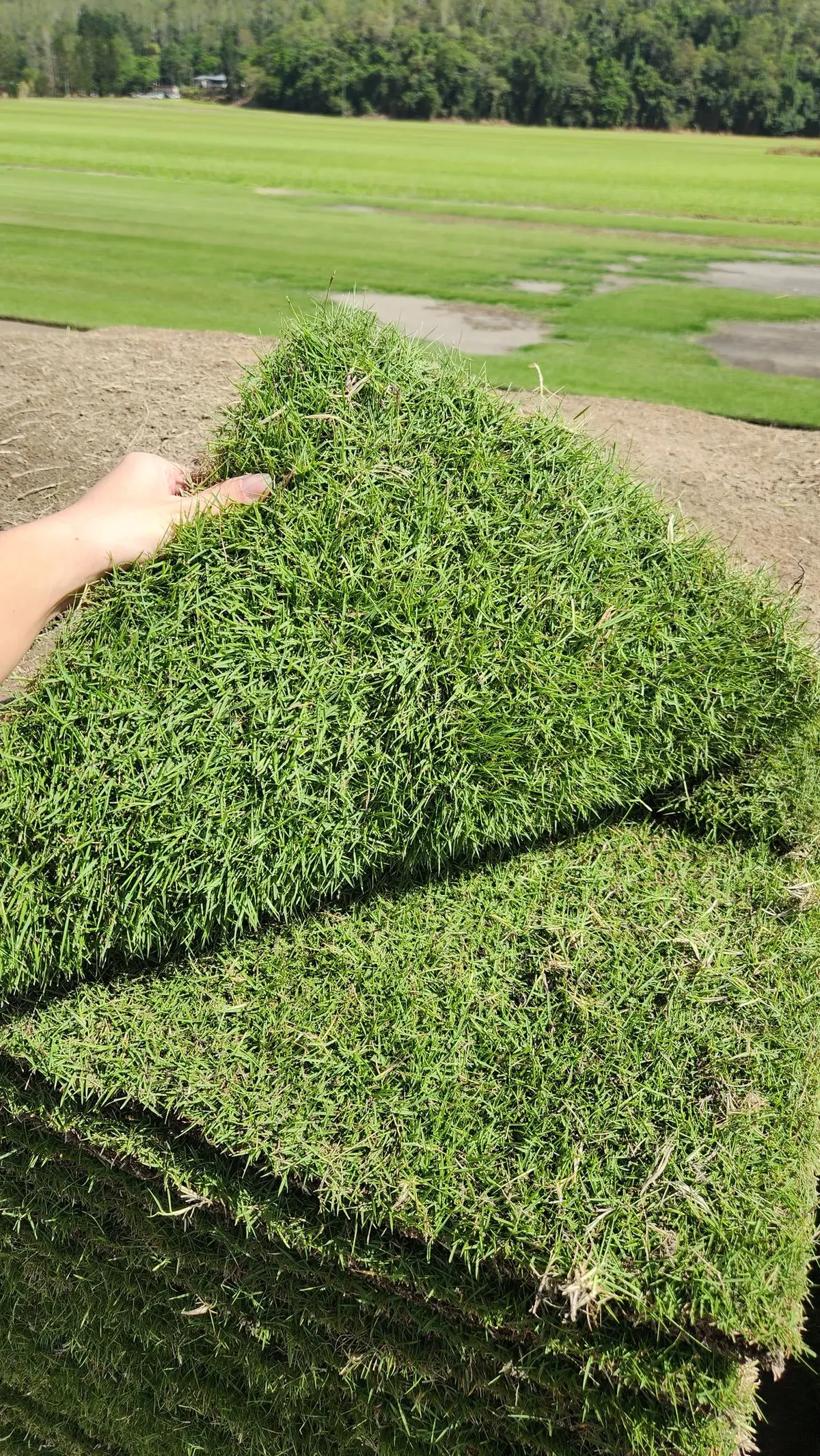 Hand Holding a Folded Square of Artificial Green Turf Outdoors on a Grassy Field — Tropical Lawns in Mulgrave, QLD