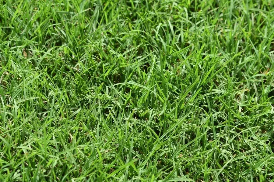 Close-up of Dense Green Grass Blades Filling the Frame — Tropical Lawns in Mulgrave, QLD