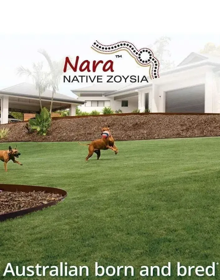 Nara Native Zoysia Lawn With Two Dogs Running on a Green Yard — Tropical Lawns in Mulgrave, QLD