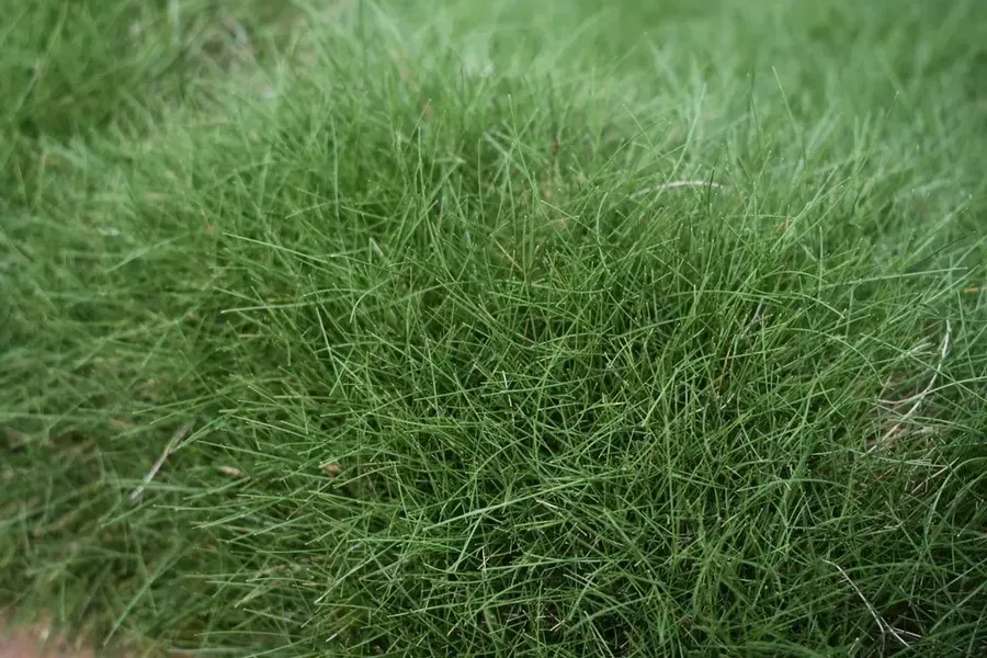 Dense Green Grass Filling the Frame — Tropical Lawns in Mulgrave, QLD