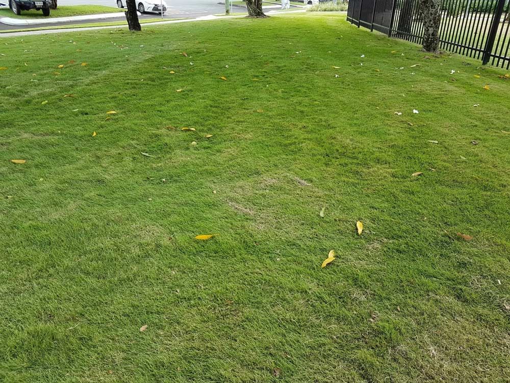 Grassy Lawn With a Few Scattered Leaves Near a Road and Fence — Tropical Lawns in Mulgrave, QLD