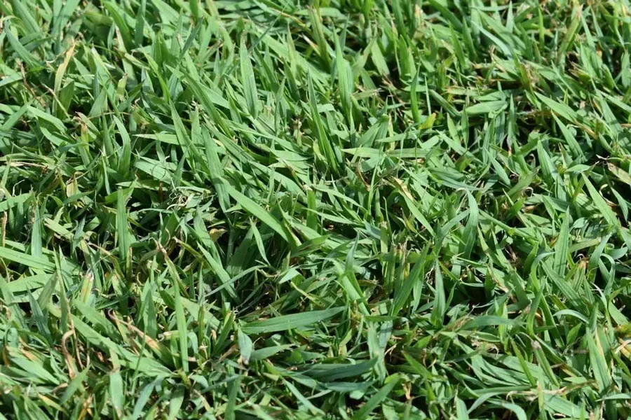 Close-up of Dense Green Grass Blades Filling the Frame — Tropical Lawns in Mulgrave, QLD