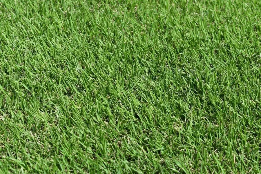 Close-up of Dense Green Grass Filling the Frame — Tropical Lawns in Mulgrave, QLD