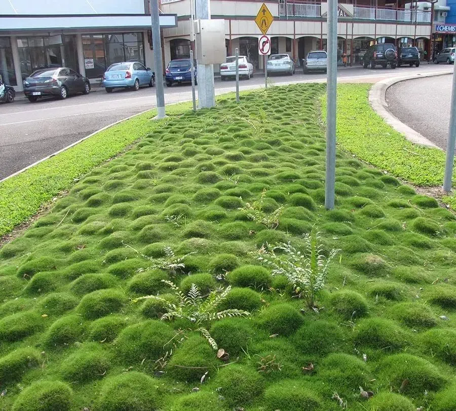 Bright Green Moss-covered Roadside Median With Signposts and Parked Cars — Tropical Lawns in Mulgrave, QLD