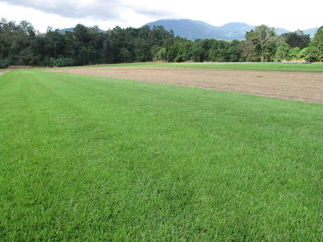 Green Grassy Field With a Brown Patch and Distant Trees and Mountains — Tropical Lawns in Mulgrave, QLD