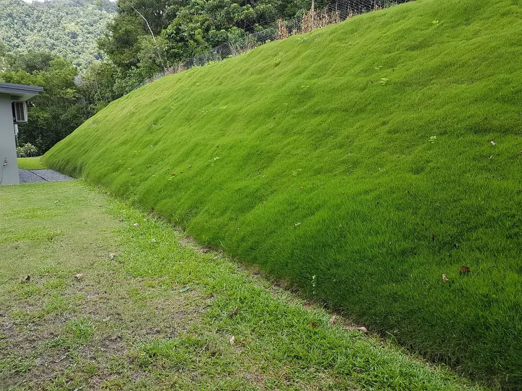Bright Green Sloped Grass Embankment Beside a Gravel Path and Trees — Tropical Lawns in Mulgrave, QLD