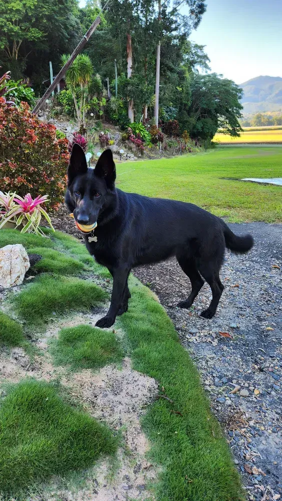 Black Dog Standing on a Gravel Path Beside a Lawn and Flower Garden — Tropical Lawns in Mulgrave, QLD