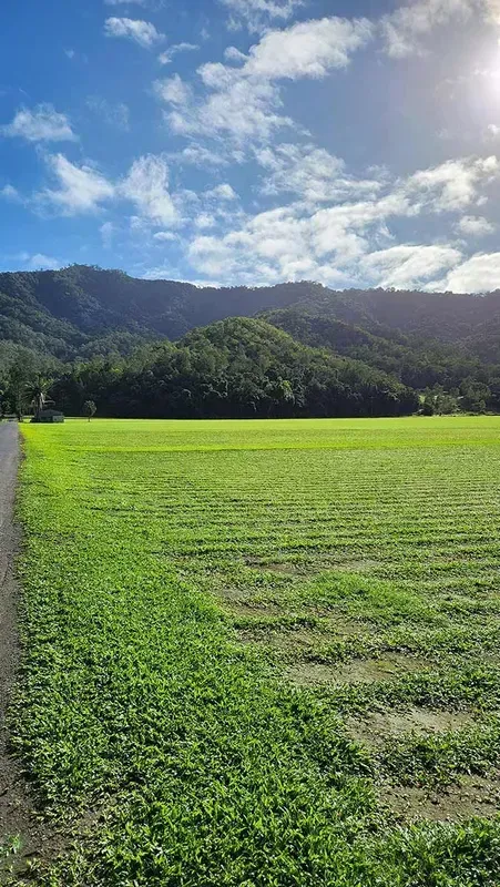 Bright Green Field Under a Cloudy Blue Sky, With Mountains in the Background — Tropical Lawns in Mulgrave, QLD