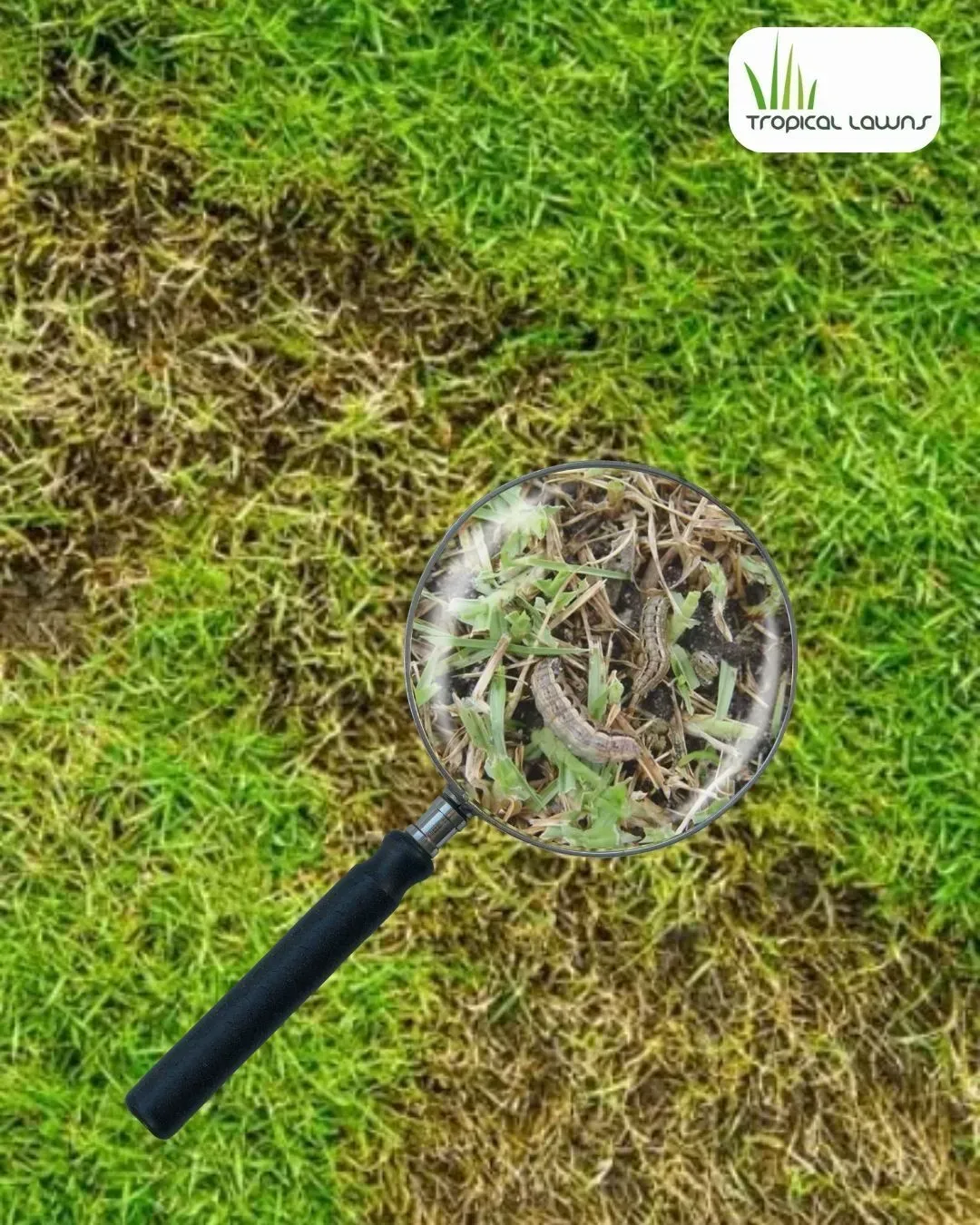 Magnifying Glass Over Brown Patchy Grass With Green Grass Around It — Tropical Lawns in Mulgrave, QLD