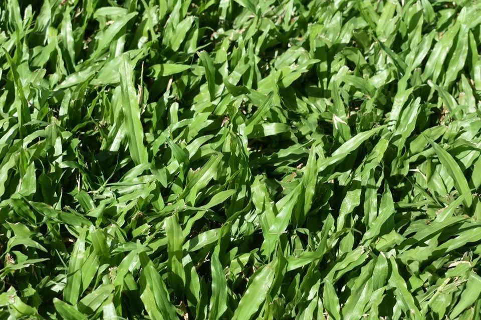 Close-up of Dense Green Grass Blades in Sunlight — Tropical Lawns in Mulgrave, QLD