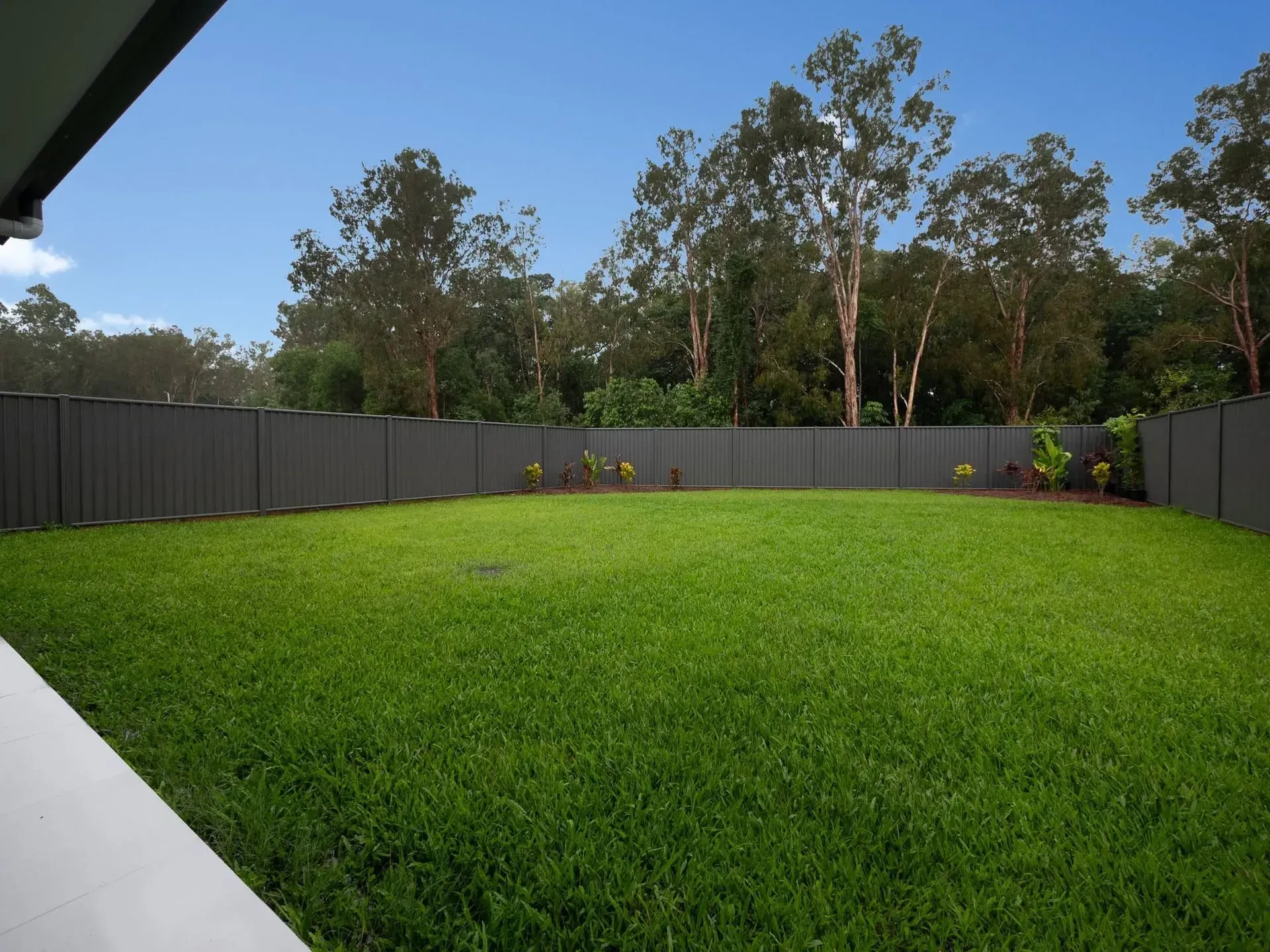 Backyard Lawn with A Gray Fence, Tall Trees, and A Concrete Patio Under a Blue Sky — Tropical Lawns in Mulgrave, QLD
