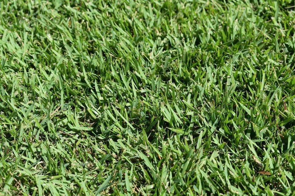 Close-up of Dense Green Grass Filling the Frame — Tropical Lawns in Mulgrave, QLD