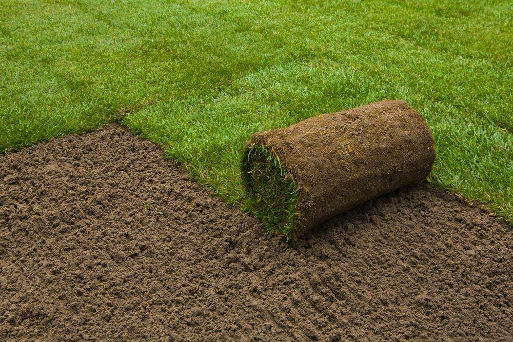 Rolled Grass Turf Turf Roll Unrolling on Fresh Soil Prepared for Lawn Installation in Cairns