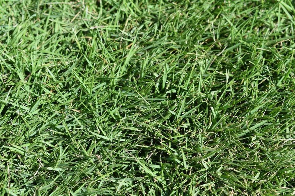Close-up of Dense Green Grass With Fine Blades Filling the Frame — Tropical Lawns in Mulgrave, QLD