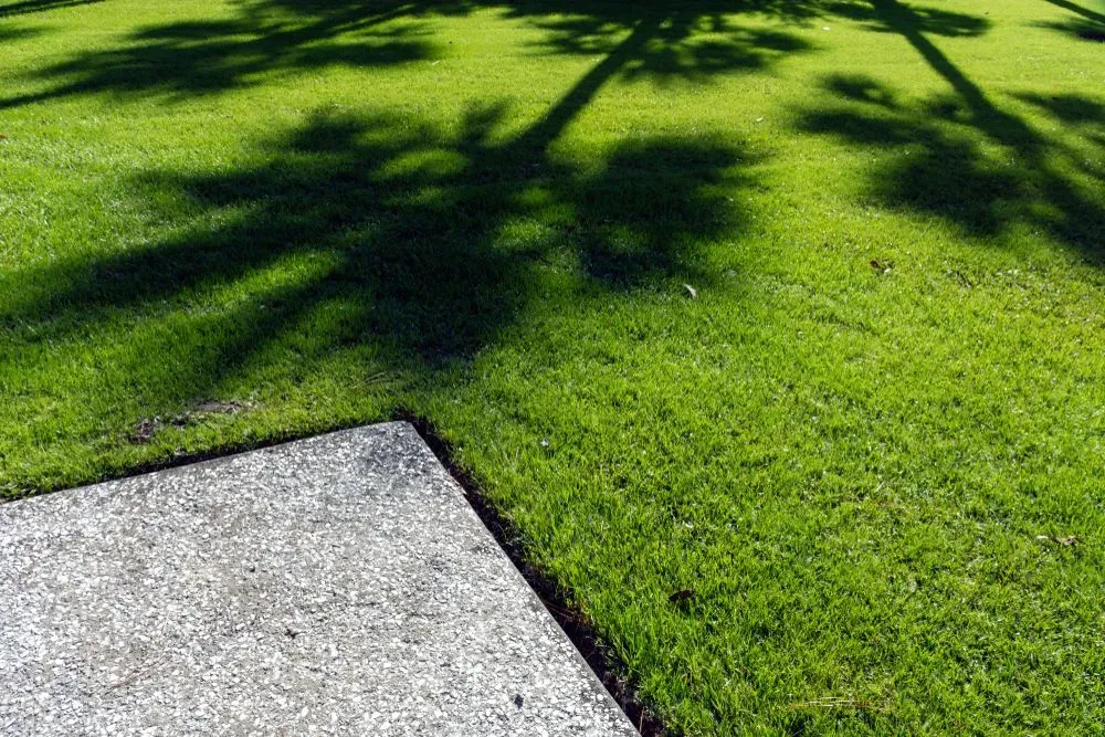 Concrete Corner Beside Bright Green Grass With Tree Shadows — Tropical Lawns in Mulgrave, QLD