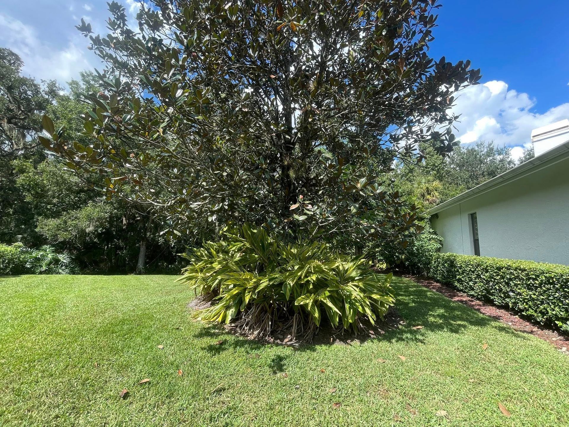 Lush green yard with a large tree and low shrubs, next to a white house with a blue sky background.