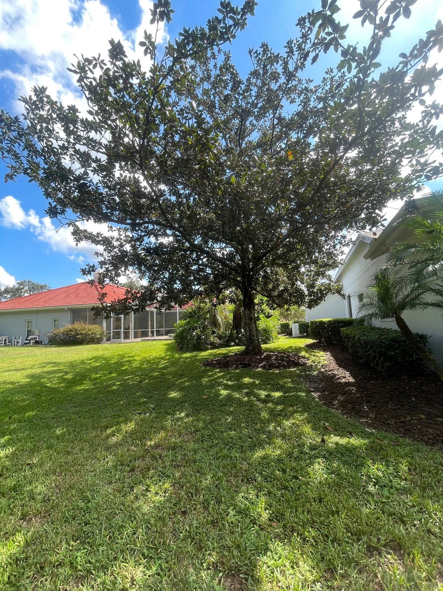 Large tree with dark green leaves in a backyard with green grass, houses, and blue sky.